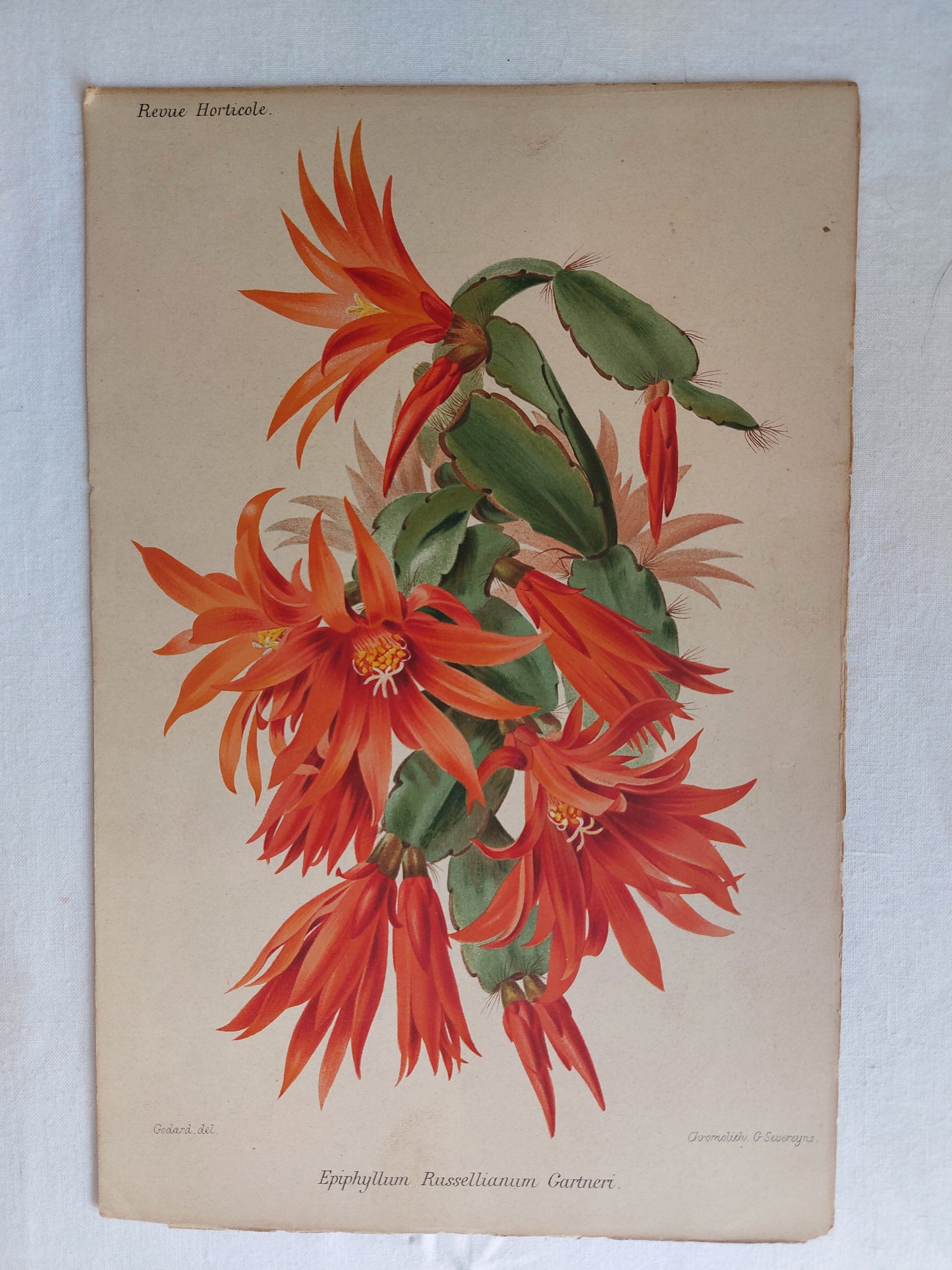 Gravure horticole "Epiphyllum Russellianum Gartneri" 1889