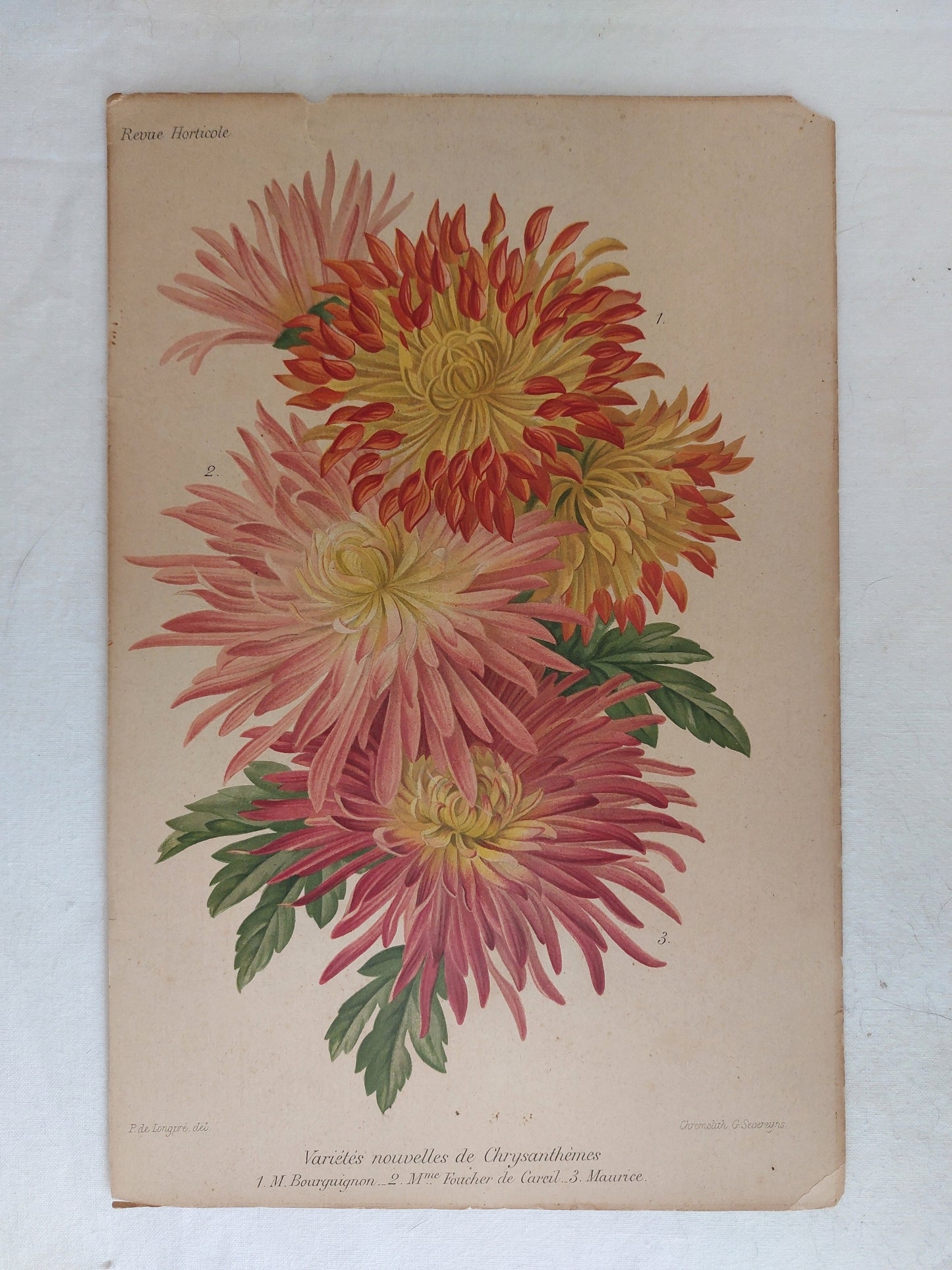 Gravure horticole "Variétés nouvelles de Chrysanthèmes" 1881
