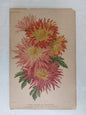 Gravure horticole "Variétés nouvelles de Chrysanthèmes" 1881