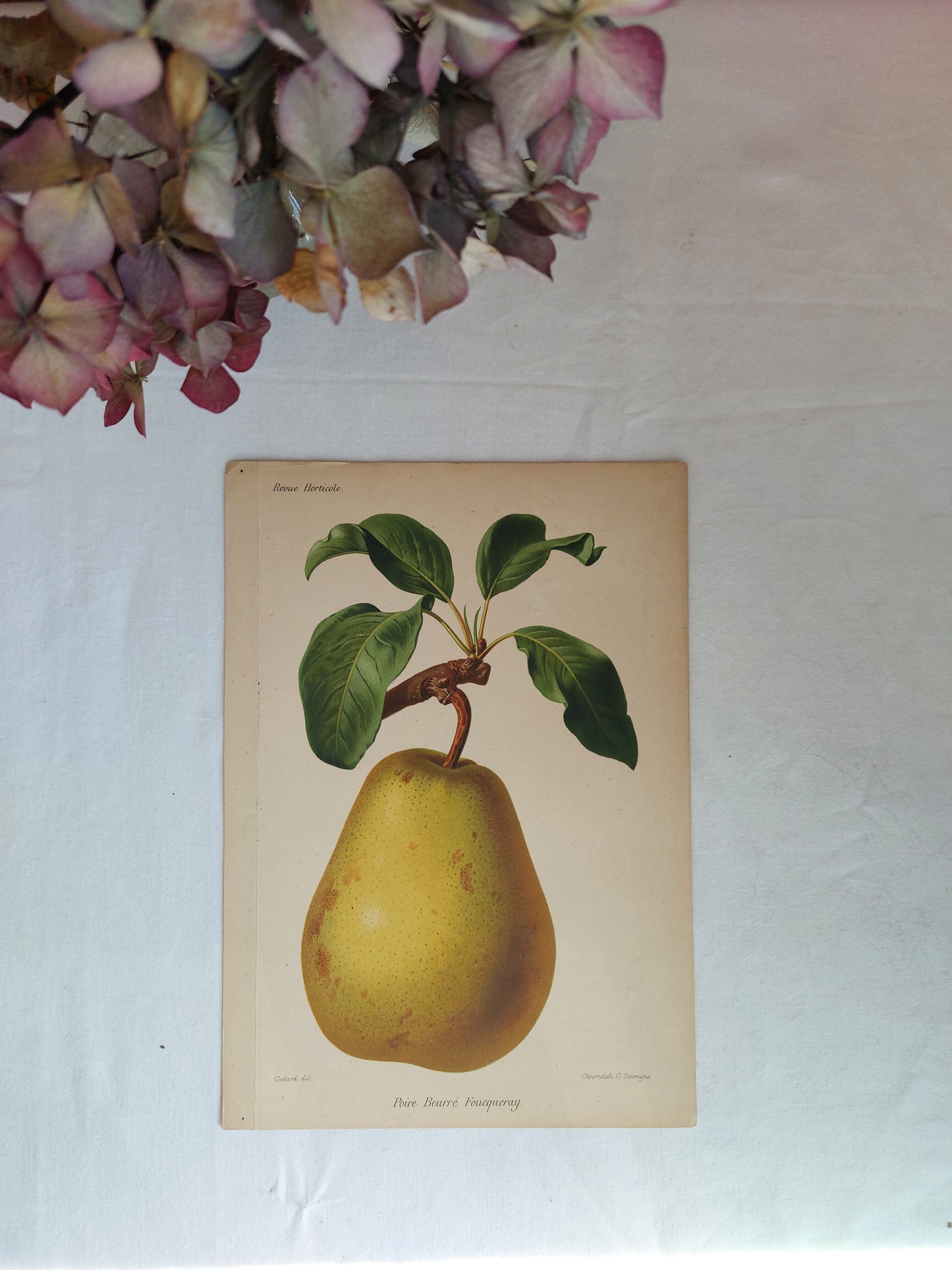 Gravure horticole "Poire Beurré Foucqueray" 1885