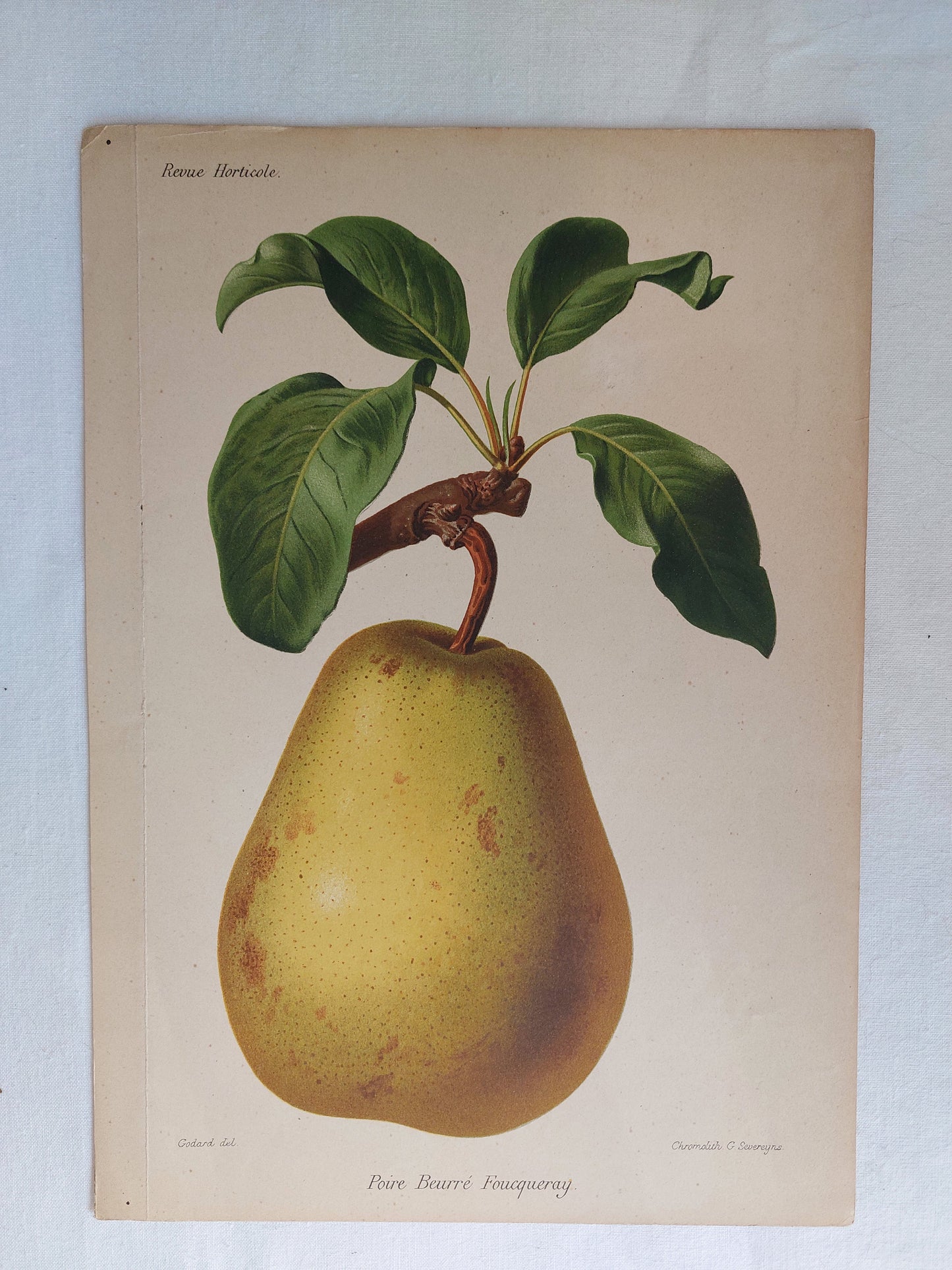 Gravure horticole "Poire Beurré Foucqueray" 1885
