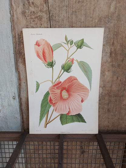 Gravure horticole "Hibiscus roseus" 1879