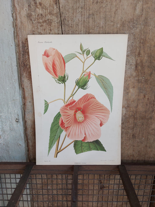 Gravure horticole "Hibiscus roseus" 1879