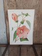 Gravure horticole "Hibiscus roseus" 1879