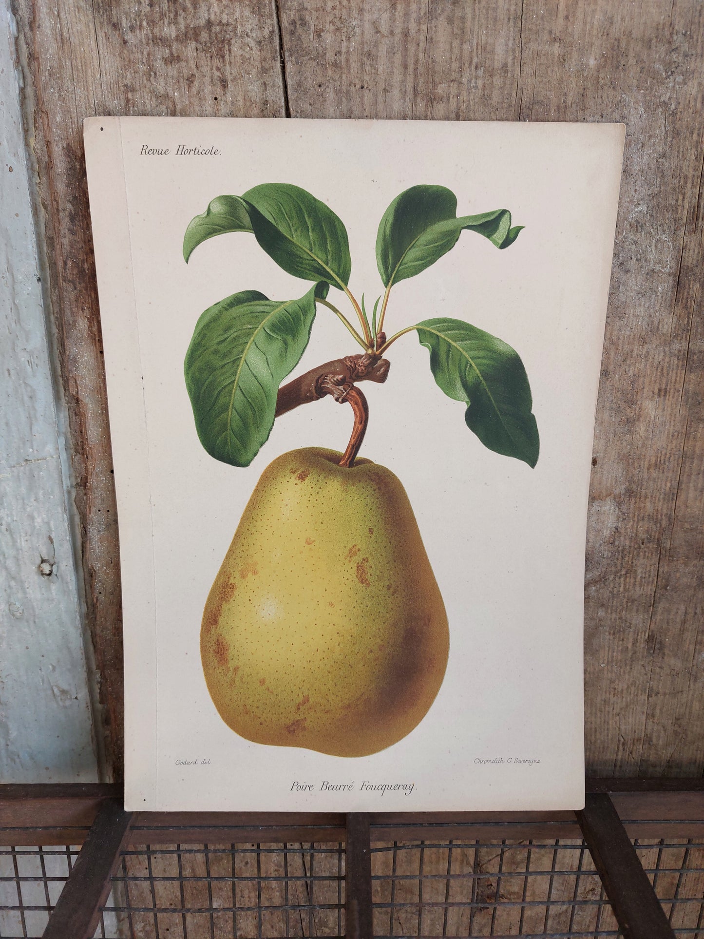 Gravure horticole "Poire Beurré Foucqueray" 1885