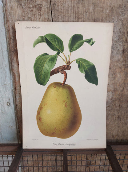 Gravure horticole "Poire Beurré Foucqueray" 1885