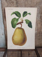 Gravure horticole "Poire Beurré Foucqueray" 1885