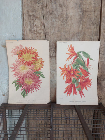Gravure horticole "Variétés nouvelles de Chrysanthèmes" 1881