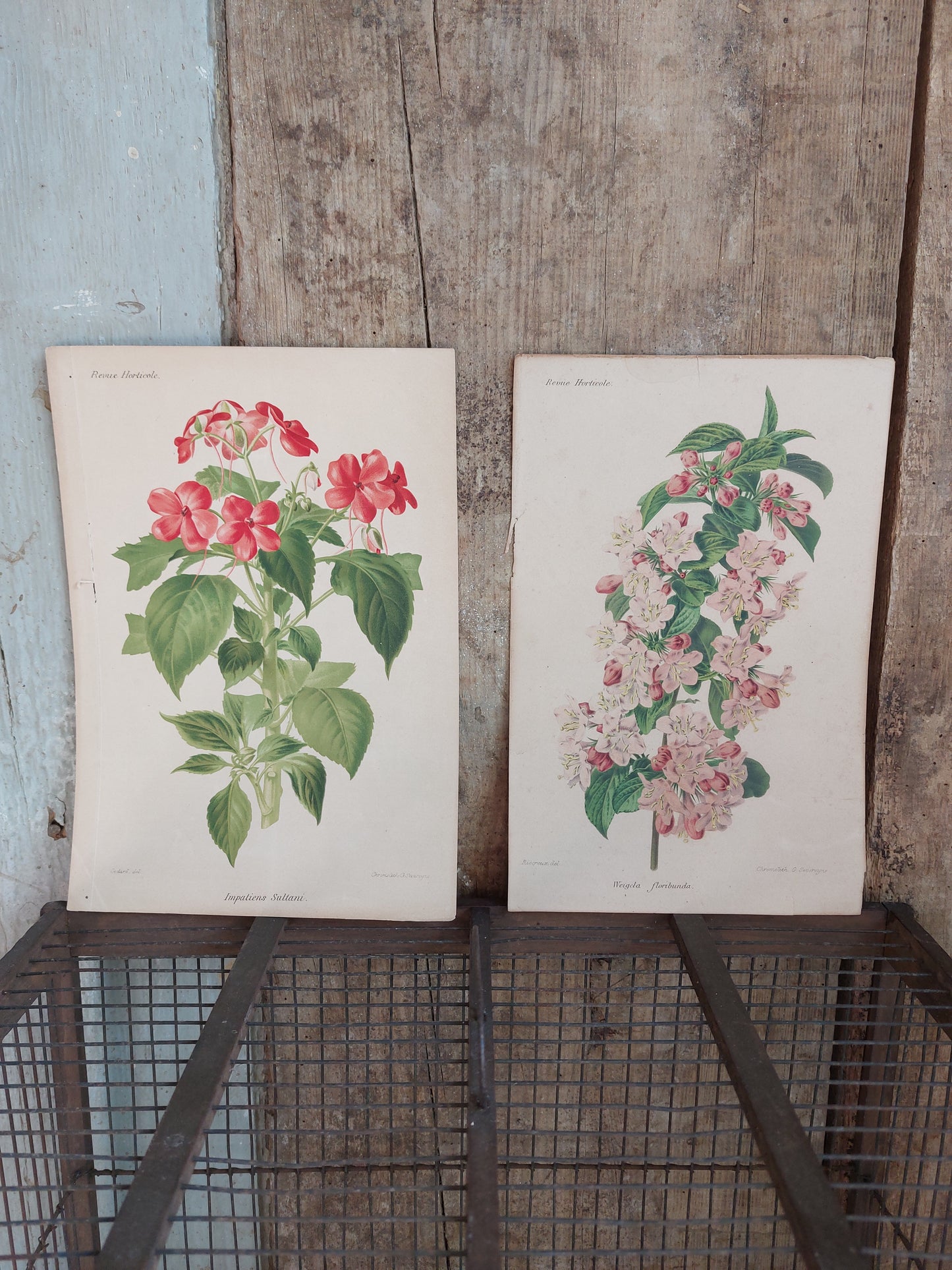 Gravure horticole "Weigela floribunda" 1893